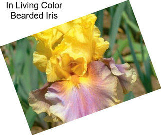 In Living Color Bearded Iris