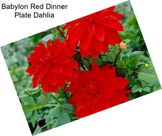 Babylon Red Dinner Plate Dahlia