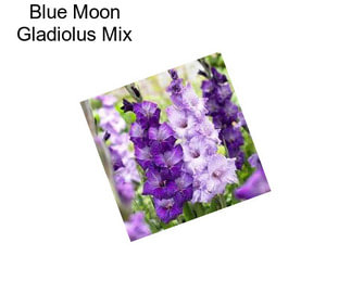 Blue Moon Gladiolus Mix