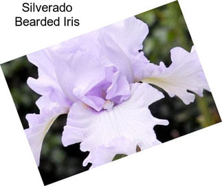 Silverado Bearded Iris