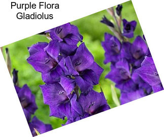 Purple Flora Gladiolus