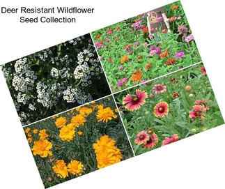 Deer Resistant Wildflower Seed Collection