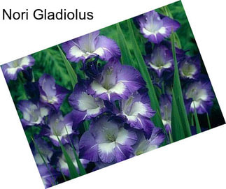 Nori Gladiolus