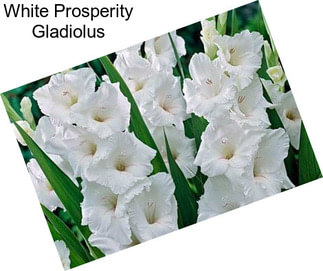 White Prosperity Gladiolus