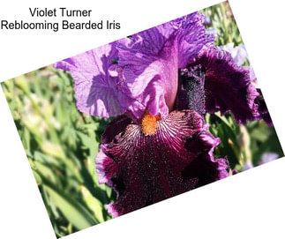 Violet Turner Reblooming Bearded Iris