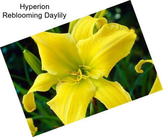 Hyperion Reblooming Daylily