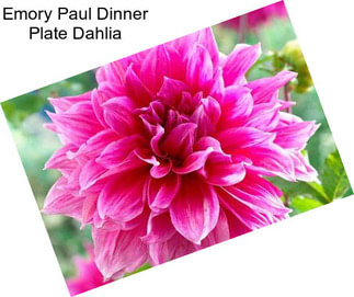 Emory Paul Dinner Plate Dahlia