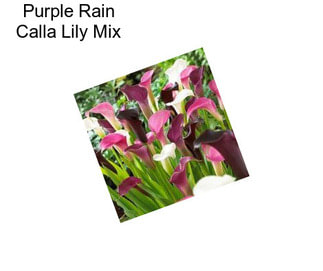 Purple Rain Calla Lily Mix