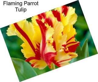 Flaming Parrot Tulip