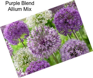 Purple Blend Allium Mix