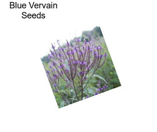 Blue Vervain Seeds