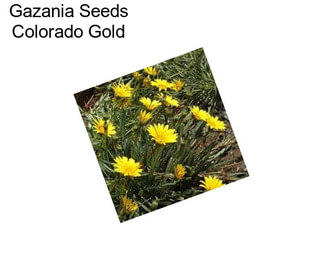 Gazania Seeds Colorado Gold