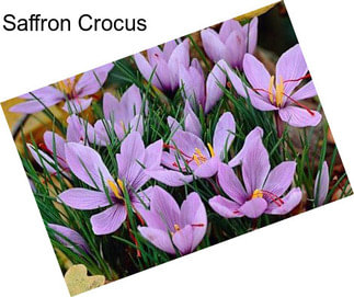 Saffron Crocus