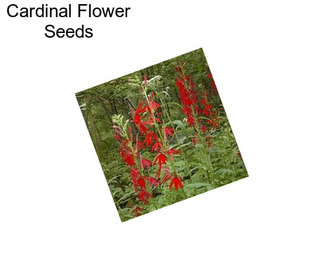 Cardinal Flower Seeds