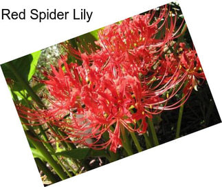 Red Spider Lily