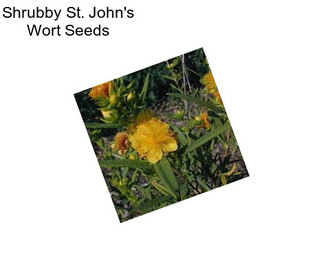 Shrubby St. John\'s Wort Seeds