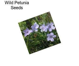 Wild Petunia Seeds