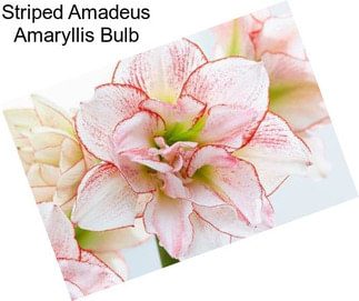 Striped Amadeus Amaryllis Bulb