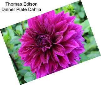 Thomas Edison Dinner Plate Dahlia