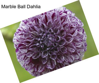 Marble Ball Dahlia