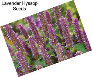 Lavender Hyssop Seeds