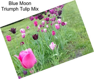 Blue Moon Triumph Tulip Mix