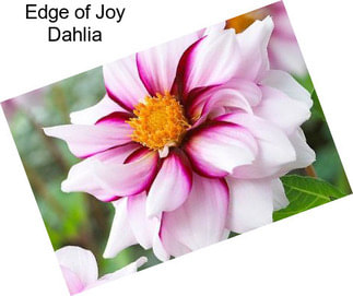 Edge of Joy Dahlia