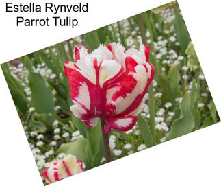 Estella Rynveld Parrot Tulip