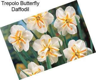 Trepolo Butterfly Daffodil