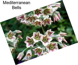 Mediterranean Bells