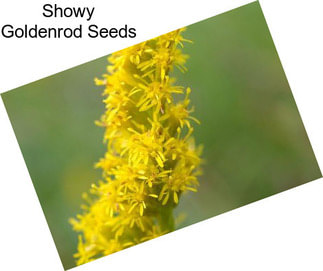 Showy Goldenrod Seeds