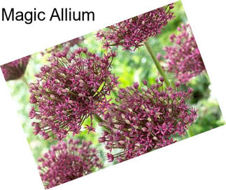 Magic Allium