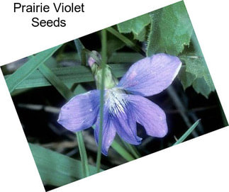 Prairie Violet Seeds