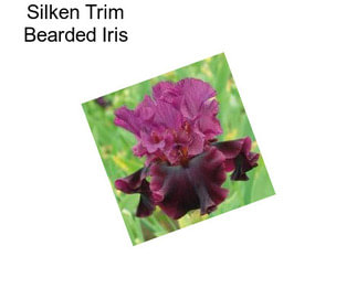 Silken Trim Bearded Iris