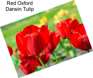 Red Oxford Darwin Tulip