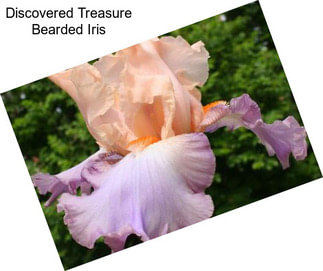 Discovered Treasure Bearded Iris