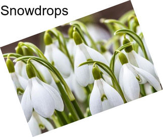 Snowdrops