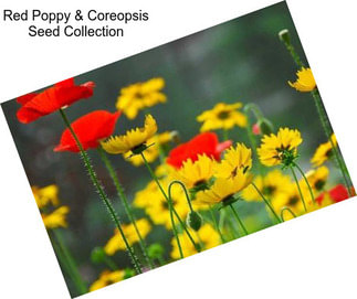 Red Poppy & Coreopsis Seed Collection