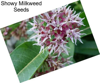 Showy Milkweed Seeds