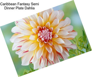 Caribbean Fantasy Semi Dinner Plate Dahlia