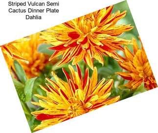 Striped Vulcan Semi Cactus Dinner Plate Dahlia