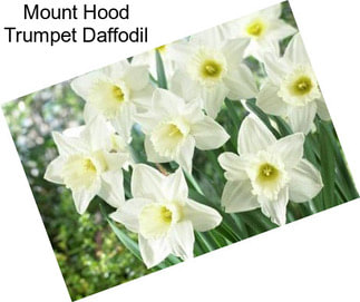 Mount Hood Trumpet Daffodil