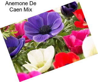 Anemone De Caen Mix