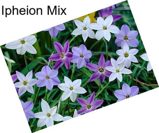 Ipheion Mix