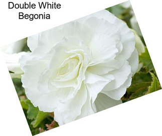 Double White Begonia