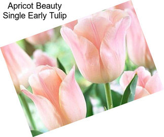 Apricot Beauty Single Early Tulip