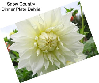 Snow Country Dinner Plate Dahlia