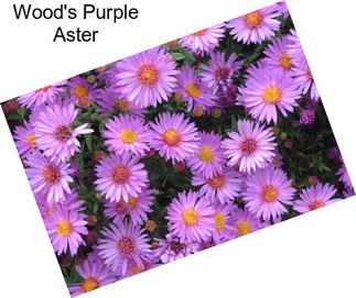 Wood\'s Purple Aster