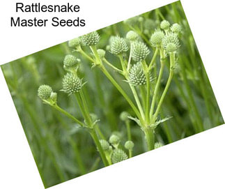 Rattlesnake Master Seeds