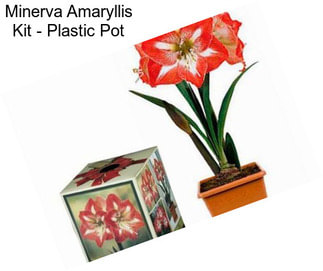 Minerva Amaryllis Kit - Plastic Pot